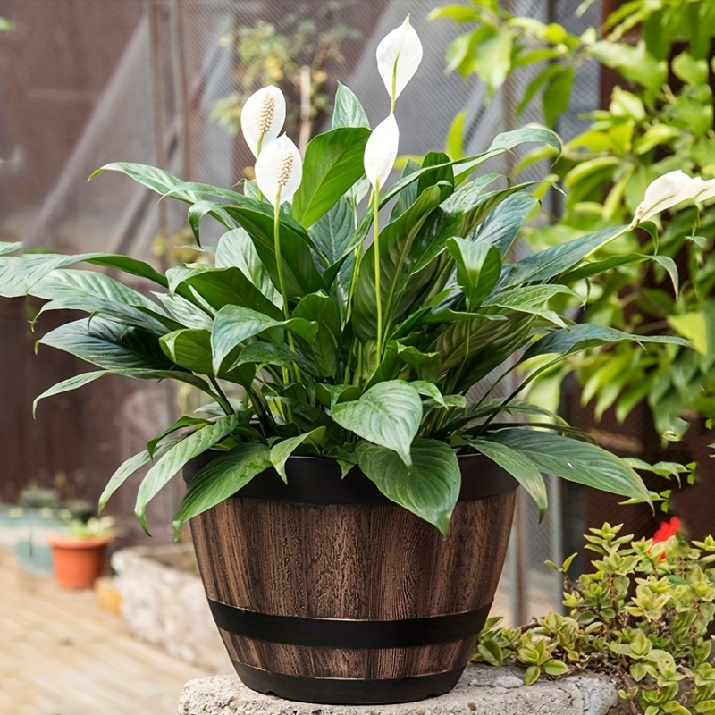 Durable Plastic Round Elegant  - Aloe Vera Pot avaliação e preço