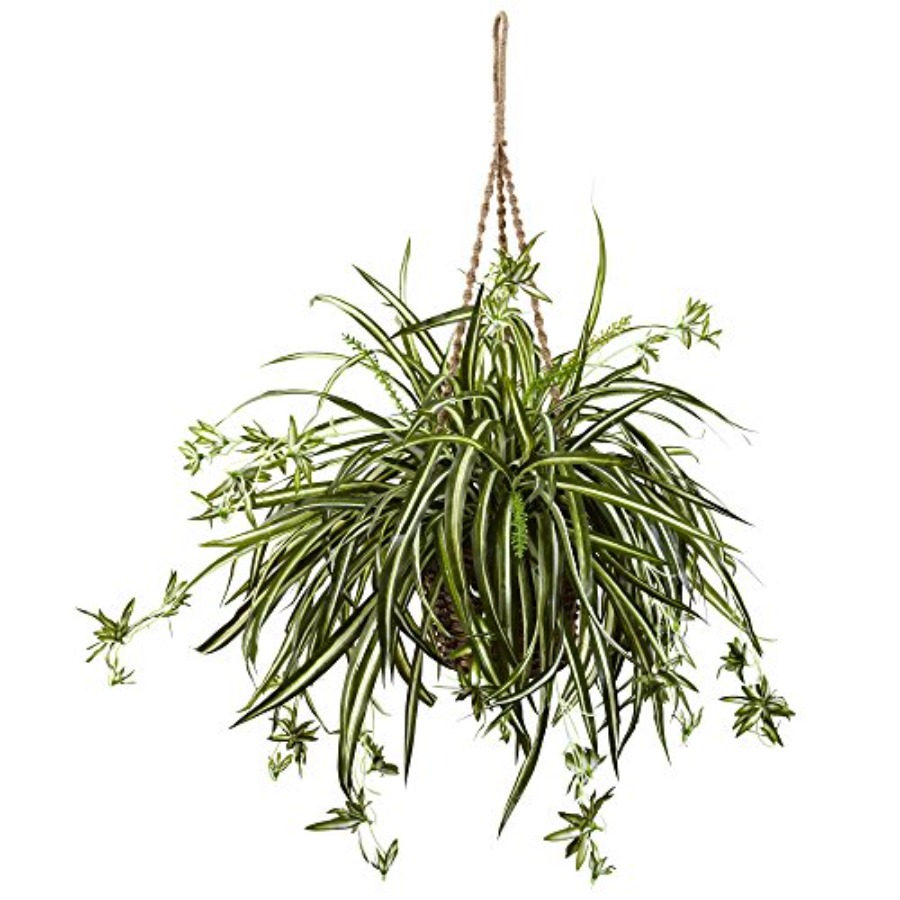 Spider Plant Hanging Basket - Spider Plant Hanging avaliação e preço