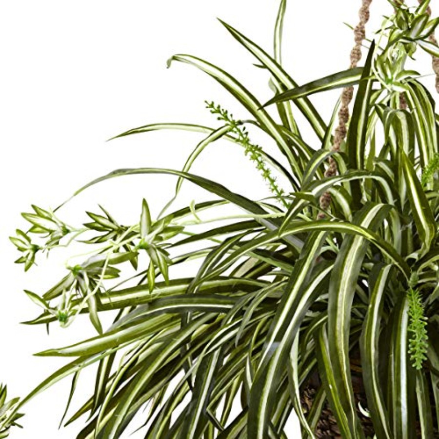 Spider Plant Hanging Basket - Spider Plant Hanging avaliação e preço