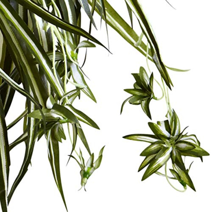 Spider Plant Hanging Basket - Spider Plant Hanging avaliação e preço