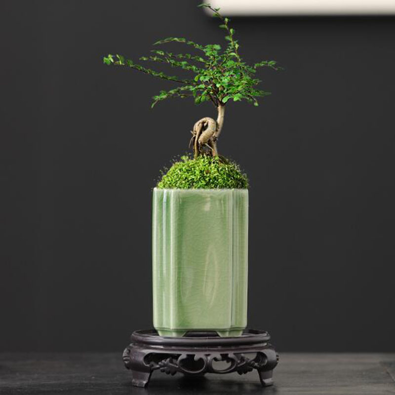 Porcelain Square Celadon Glaze - Pilea Peperomioides avaliação e preço