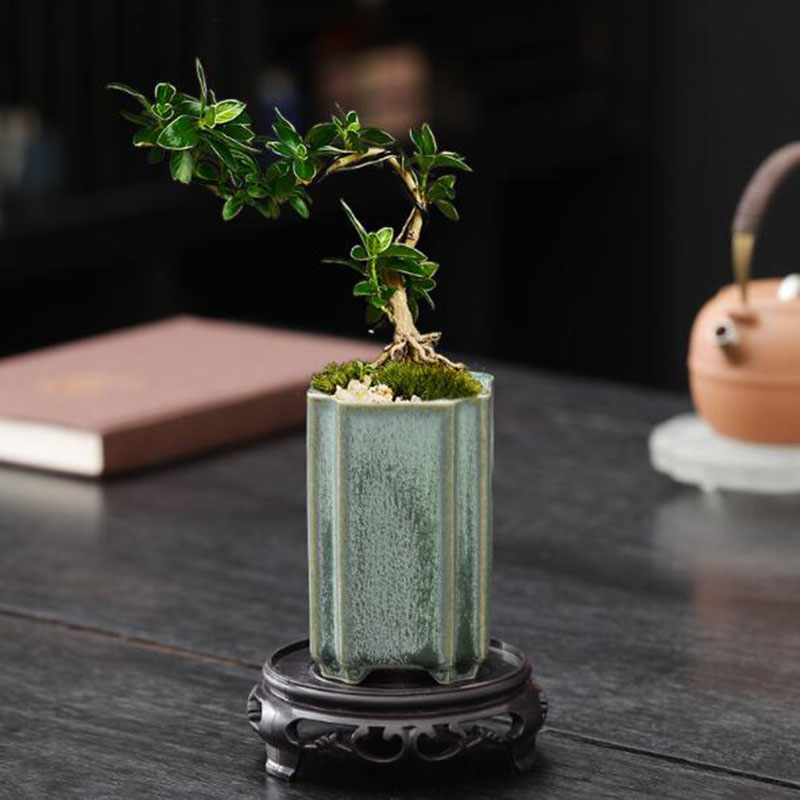 Porcelain Square Celadon Glaze - Pilea Peperomioides avaliação e preço