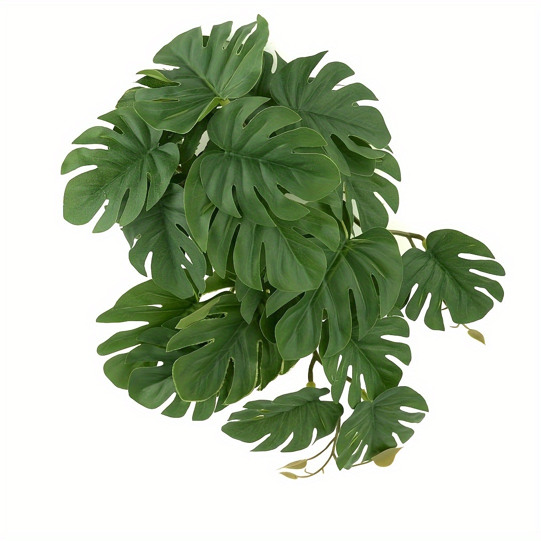 Reptile Plants for Terrarium A - Monstera Adansonii avaliação e preço
