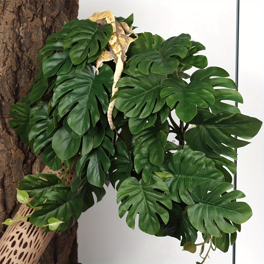 Reptile Plants for Terrarium A - Monstera Adansonii avaliação e preço