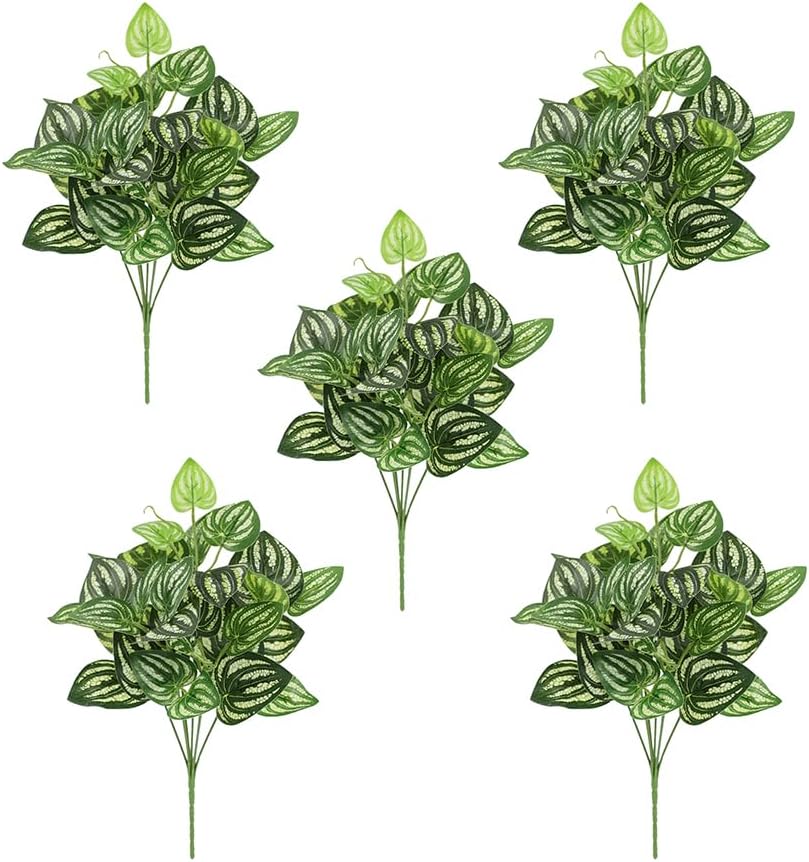 5Pcs Watermelon Peperomia Arti - Peperomia Watermelon avaliação e preço