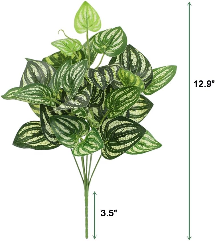 5Pcs Watermelon Peperomia Arti - Peperomia Watermelon avaliação e preço