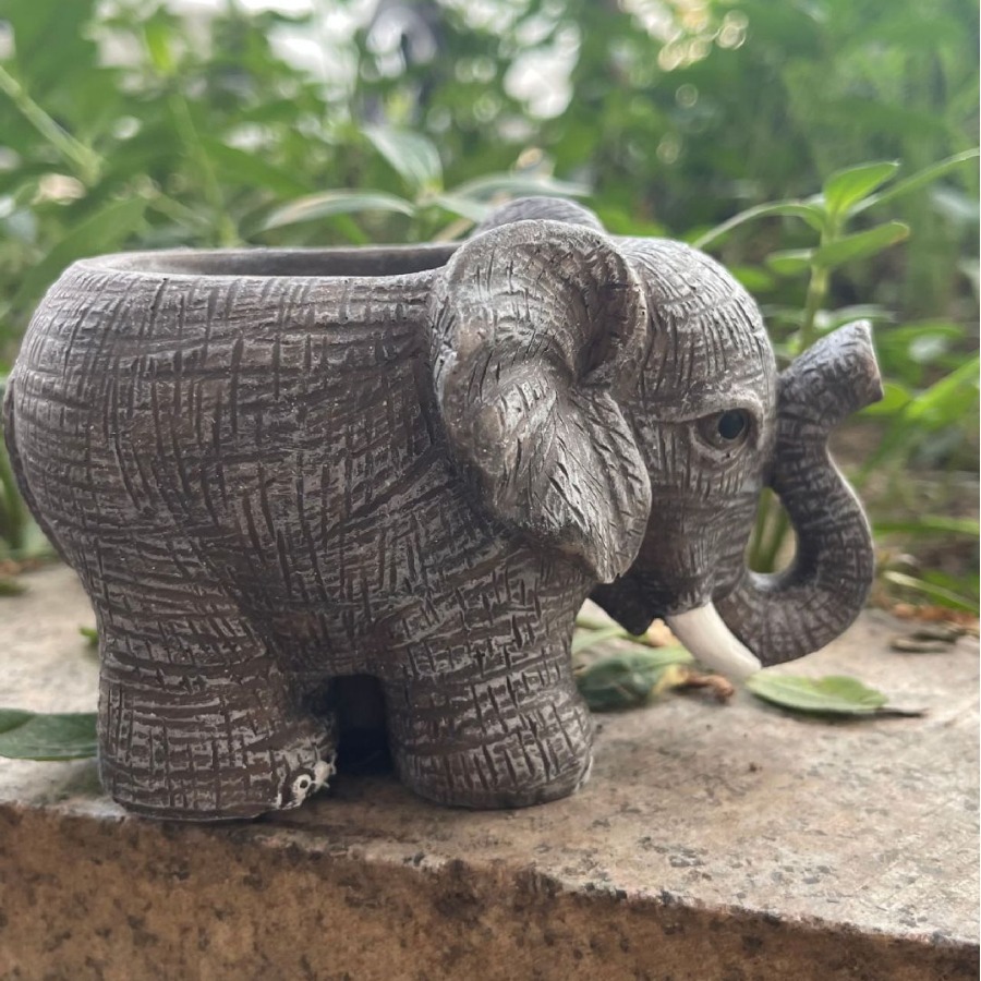 Cute Elephant Resin Succulent  - Echeveria Succulent avaliação e preço