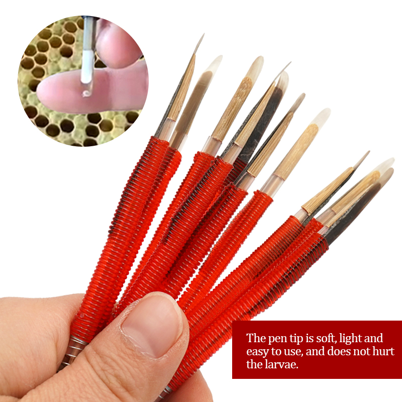 5/10Pcs Beekeeping Grafting To - Begonia Rex avaliação e preço
