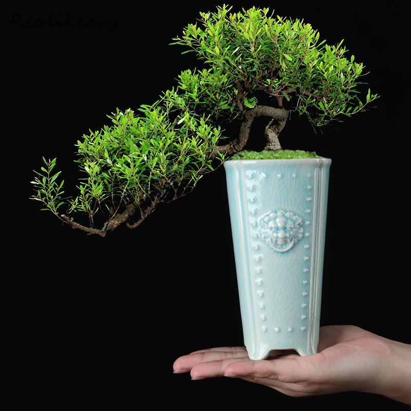 Creative Chinese Ceramic Flowe - Pilea Peperomioides avaliação e preço